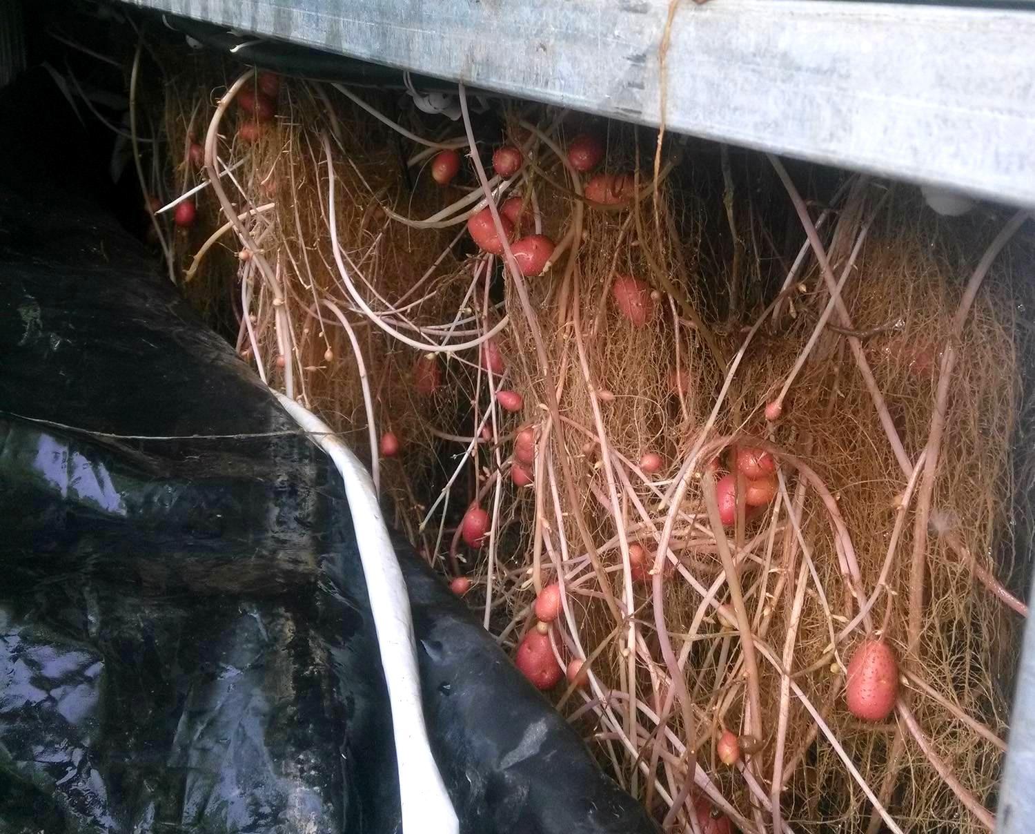 雾培马铃薯育种苗床内部